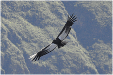 Beschreibung: Daten:Südamerika 2:Berichte:Bericht 6:bilder:verkleinert:021 - el Condor pasa.jpg