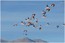 Beschreibung: Daten:Südamerika 2:Berichte:Bericht 6:bilder:verkleinert:106 - Flamingoschwärme.JPG